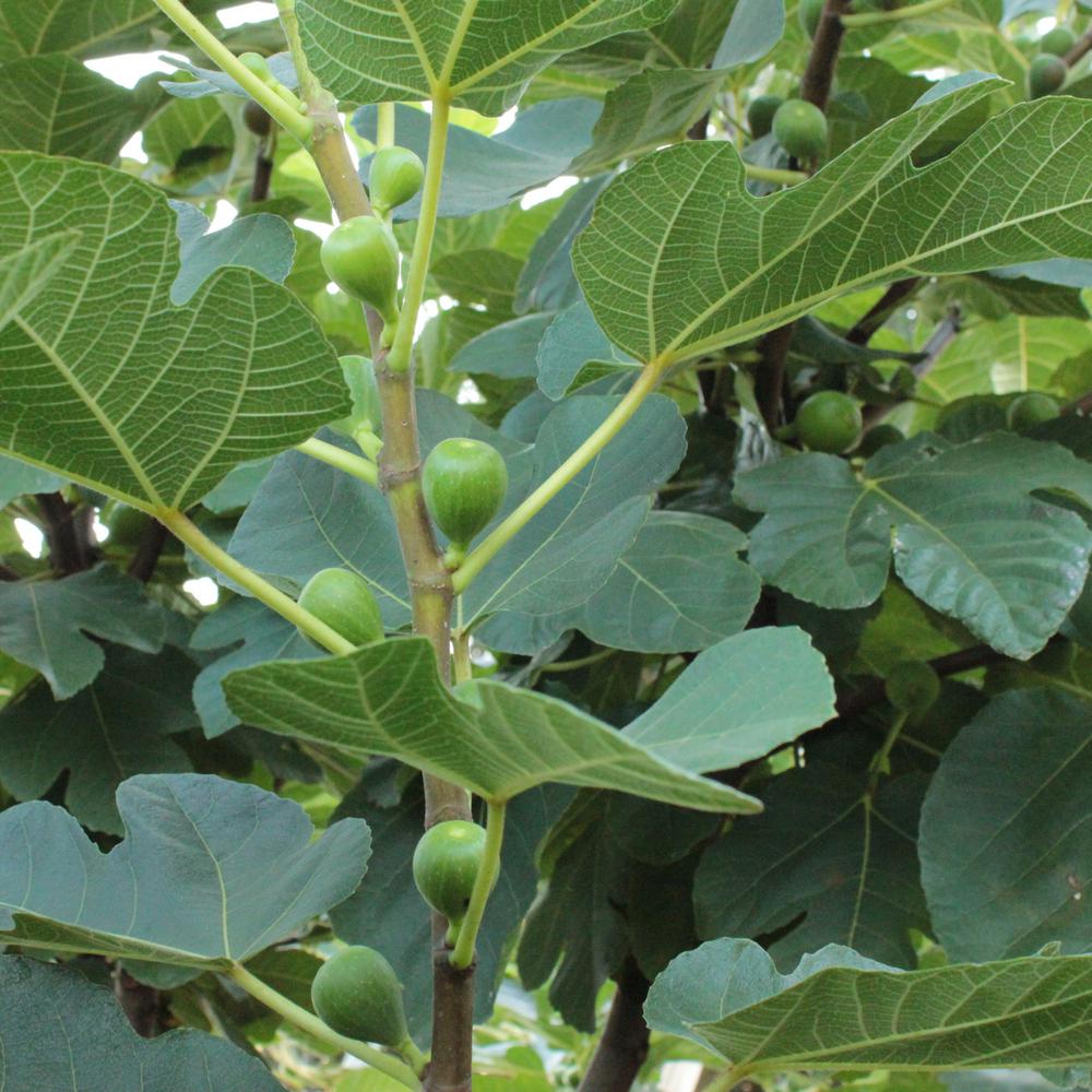 Fig Tree - Fruit Plants - Edible Garden - The Home Depot
