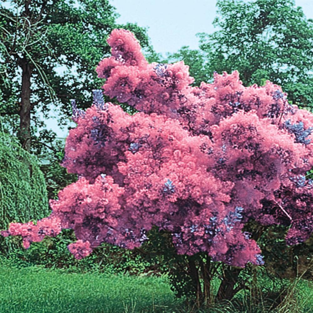 5 (20 to 10 F) Flowering Full Sun Ornamental Trees Trees