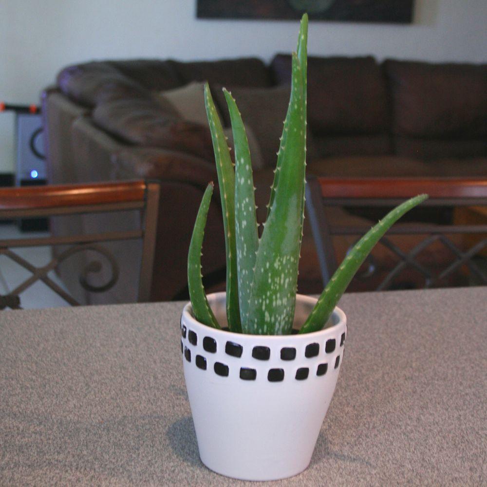 Costa Farms Aloe Vera Plant In 4 In Pot 90408 The Home Depot