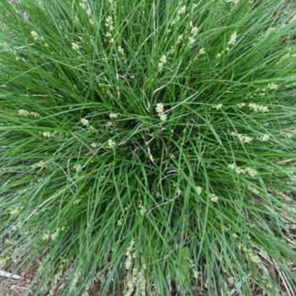 unbranded-4-in-potted-bog-marginal-pond-plant-berkely-sedge-carex-bp