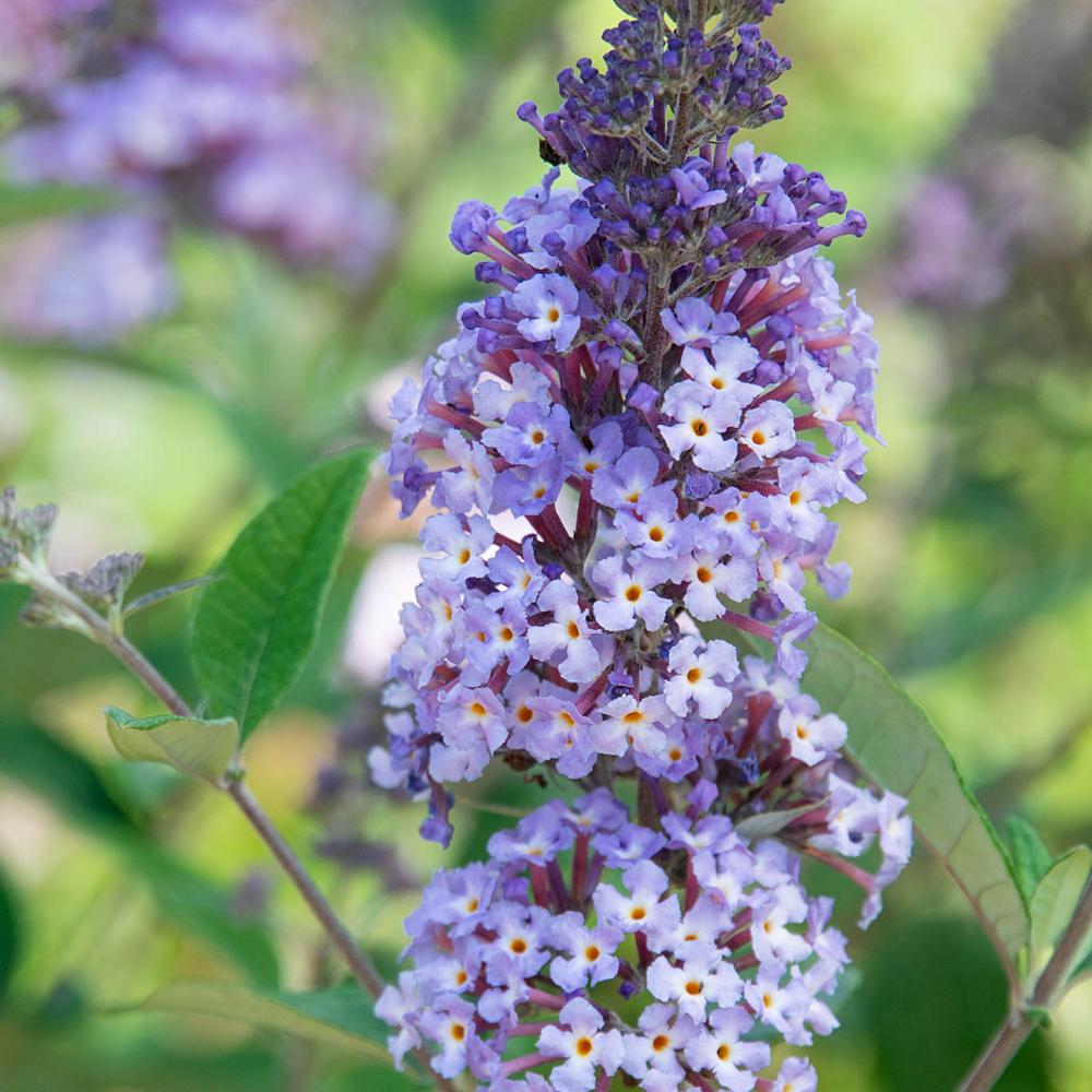 Butterfly Bush (Buddleia) Live Deciduous Flowering Shrub