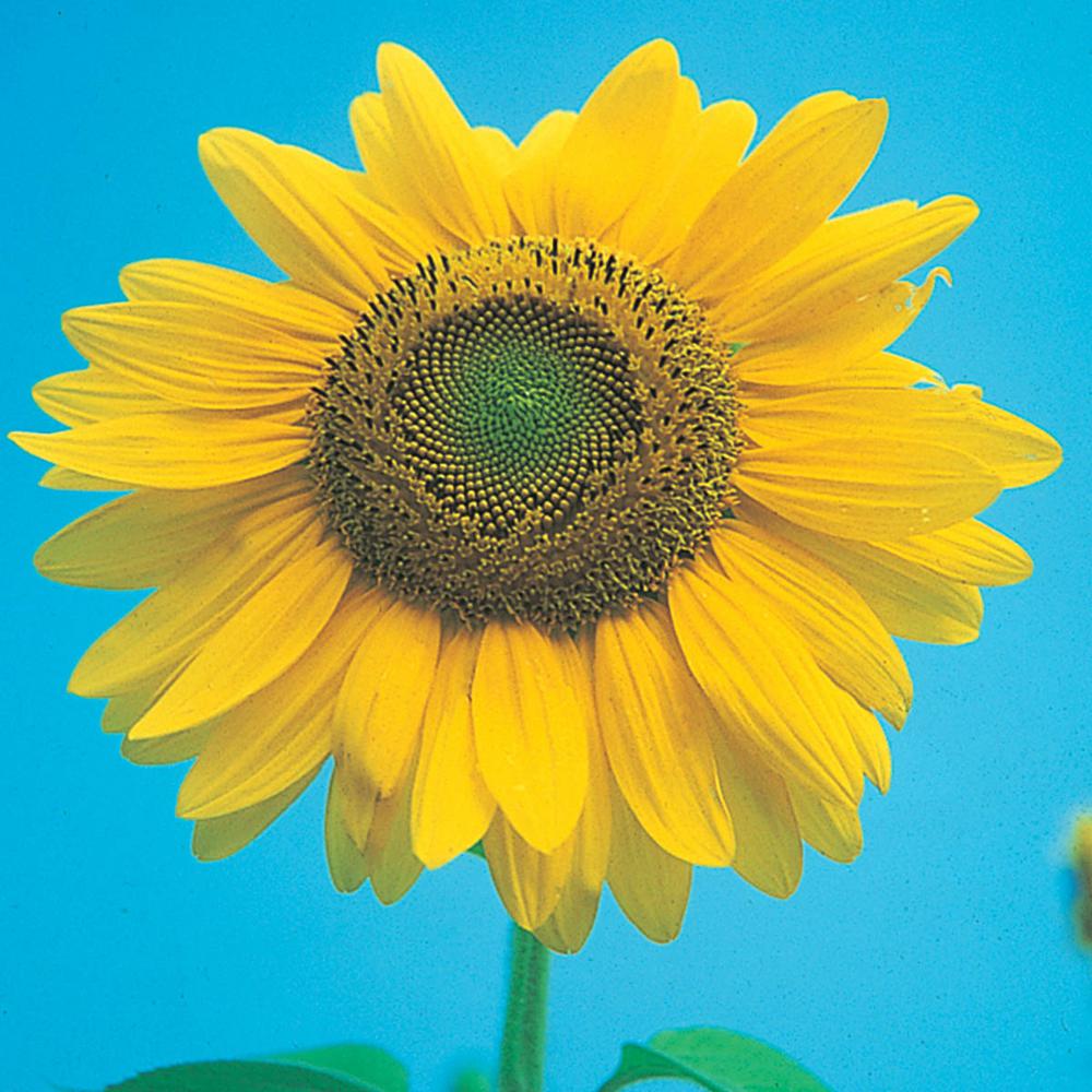 Gurney's Sunflower Gurney's Sunny Hedge Blend (25 Seed Packet)04503