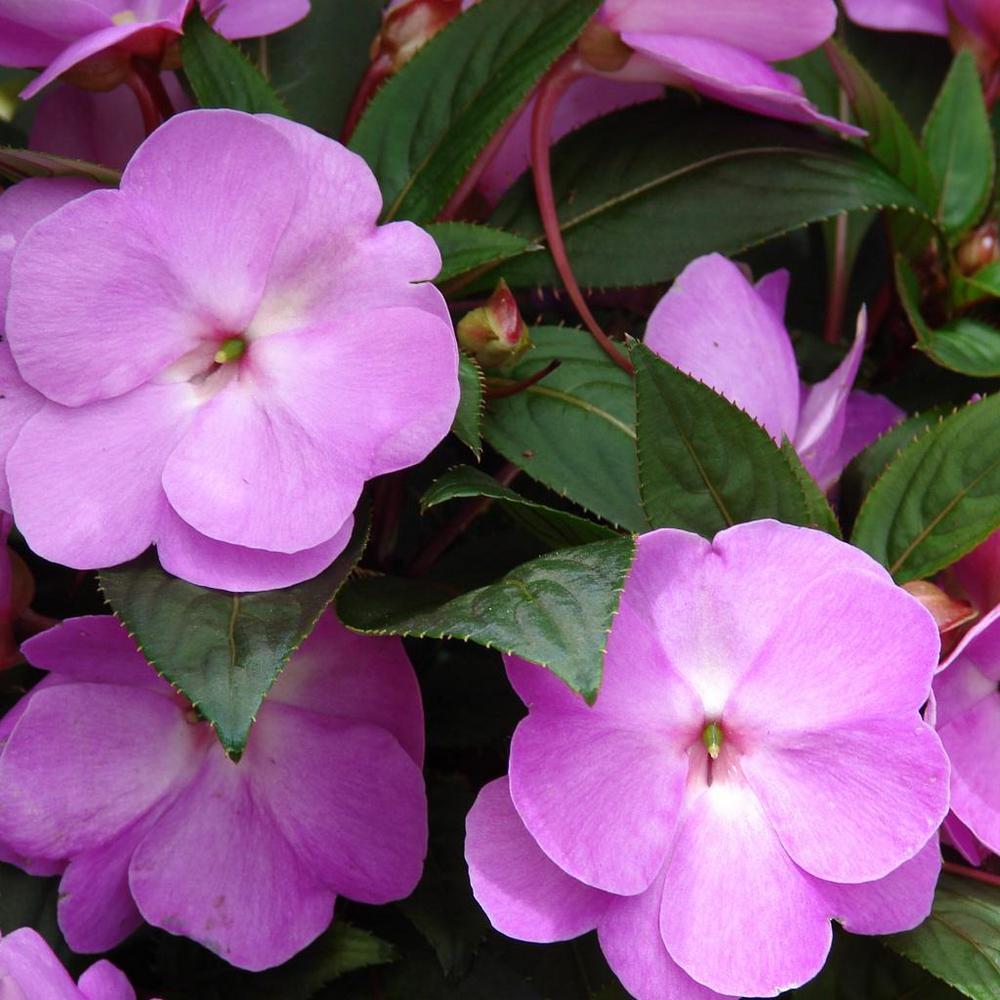 SunPatiens 1.97 Gal. SunPatiens Purple Impatien Outdoor Annual Plant