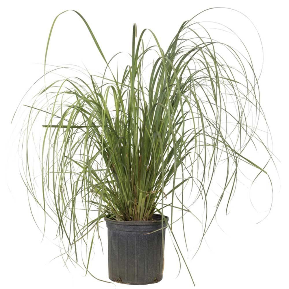 Vigoro 3 Gal. Pampas Grass With Sandy White Blooms, Live Evergreen