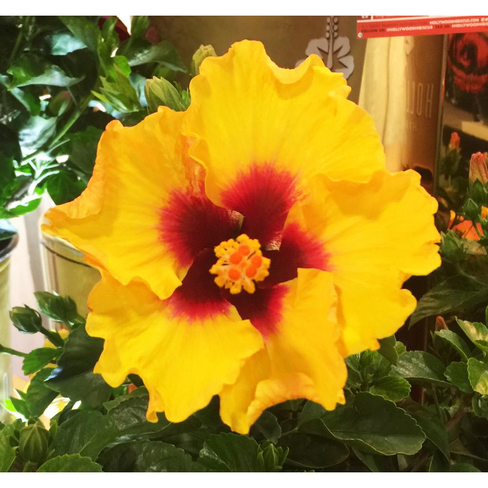 HOLLYWOOD HIBISCUS 2 Gal. Hollywood Rico Suave Yellow and Red Flower