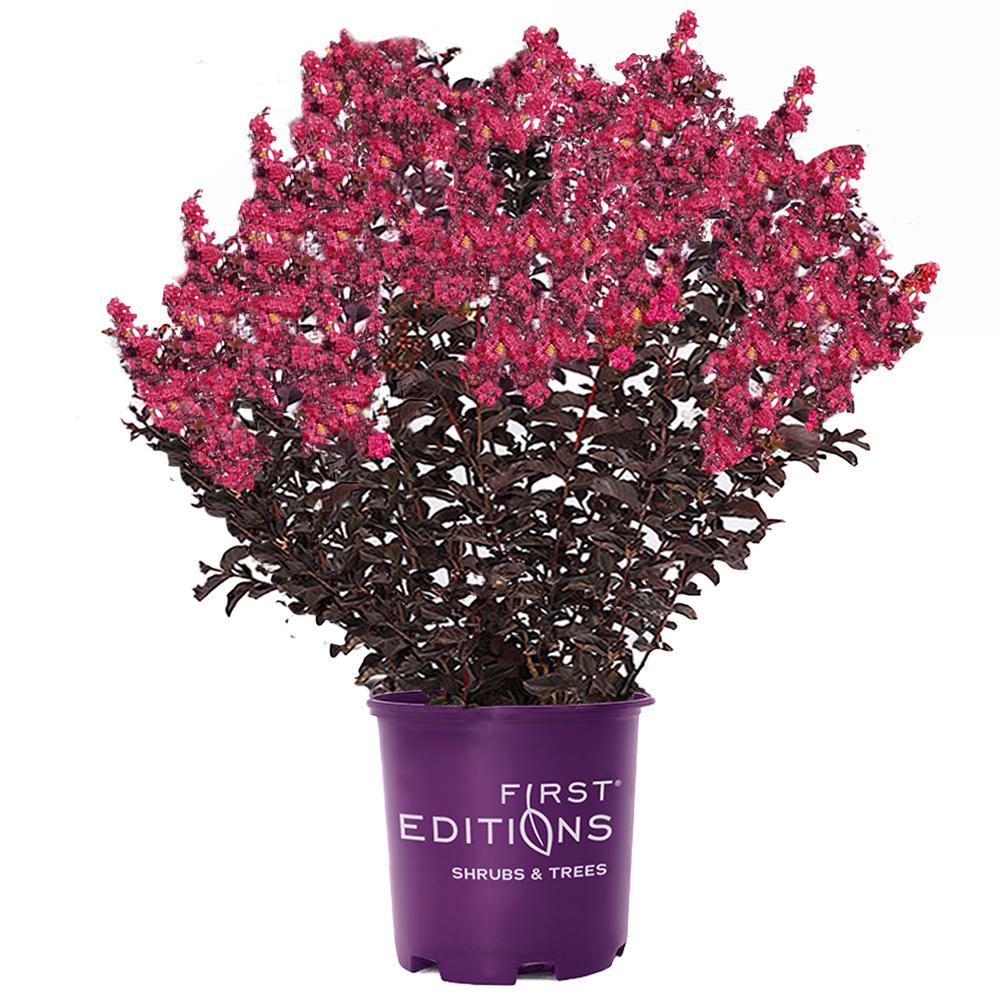 FIRST EDITIONS 3 Gal. Midnight Magic Crape Myrtle Tree with Dark Pink ...