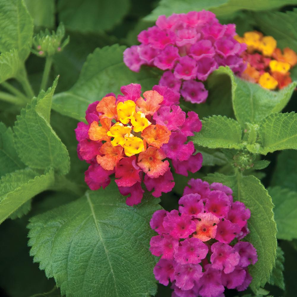 4 in. Purple and Yellow Mounding Lantana Plant91210 The