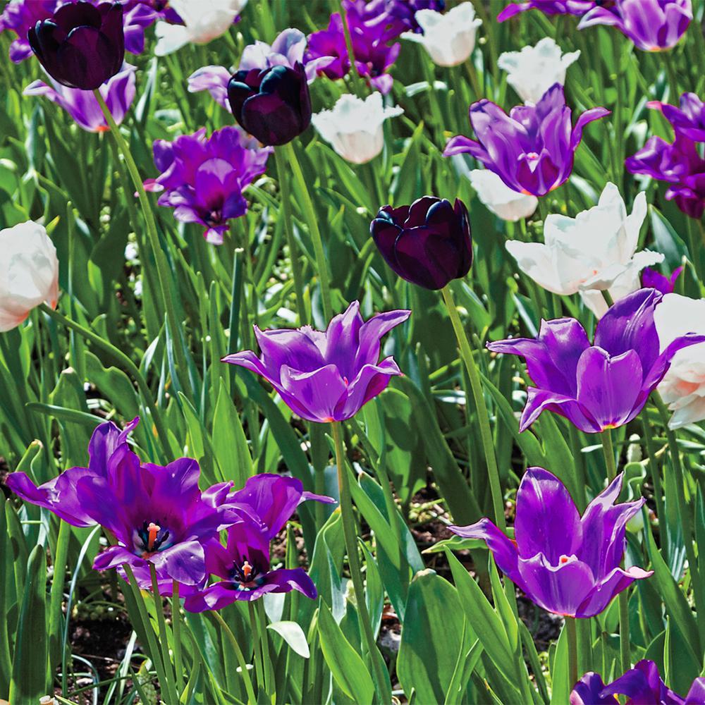 Spring Hill Nurseries Purple Flowering Lasagna Bulb Mixture 15 Pack Spring Hill Nurseries Purple Flowering Lasagna Bulb Mixture 15 Pack