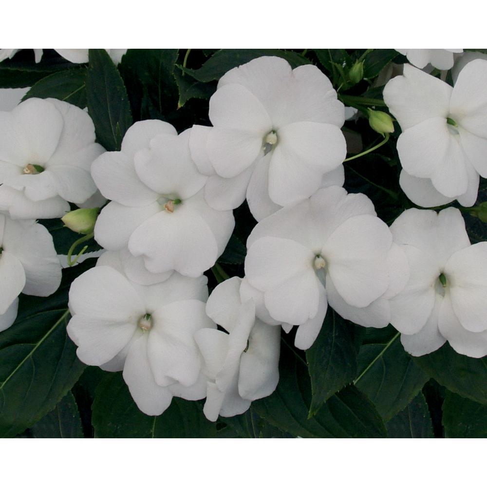 Impatien White Full Shade Annuals Garden Plants Flowers Infinity White New Guinea Impatiens Live Plant Flowers 4 25 In