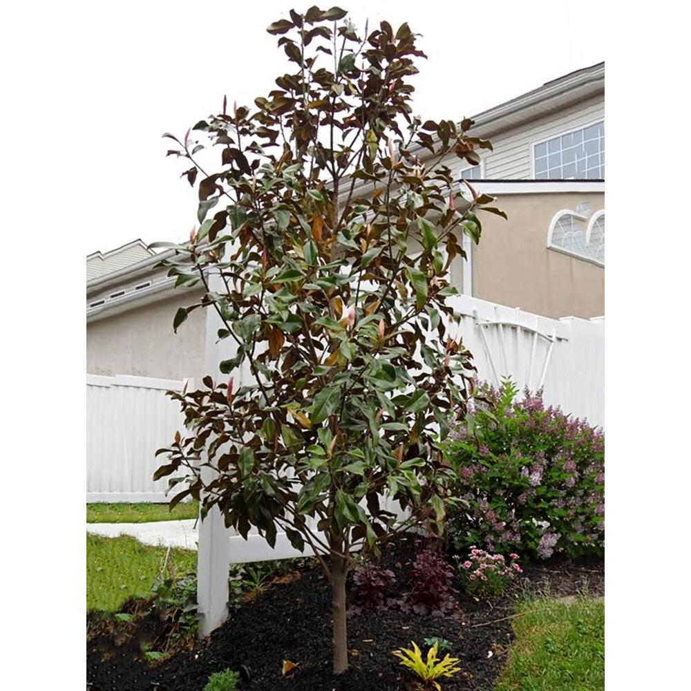 Unbranded 3 Gal Bracken S Brown Beauty Southern Magnolia Tree Magbra03g The Home Depot