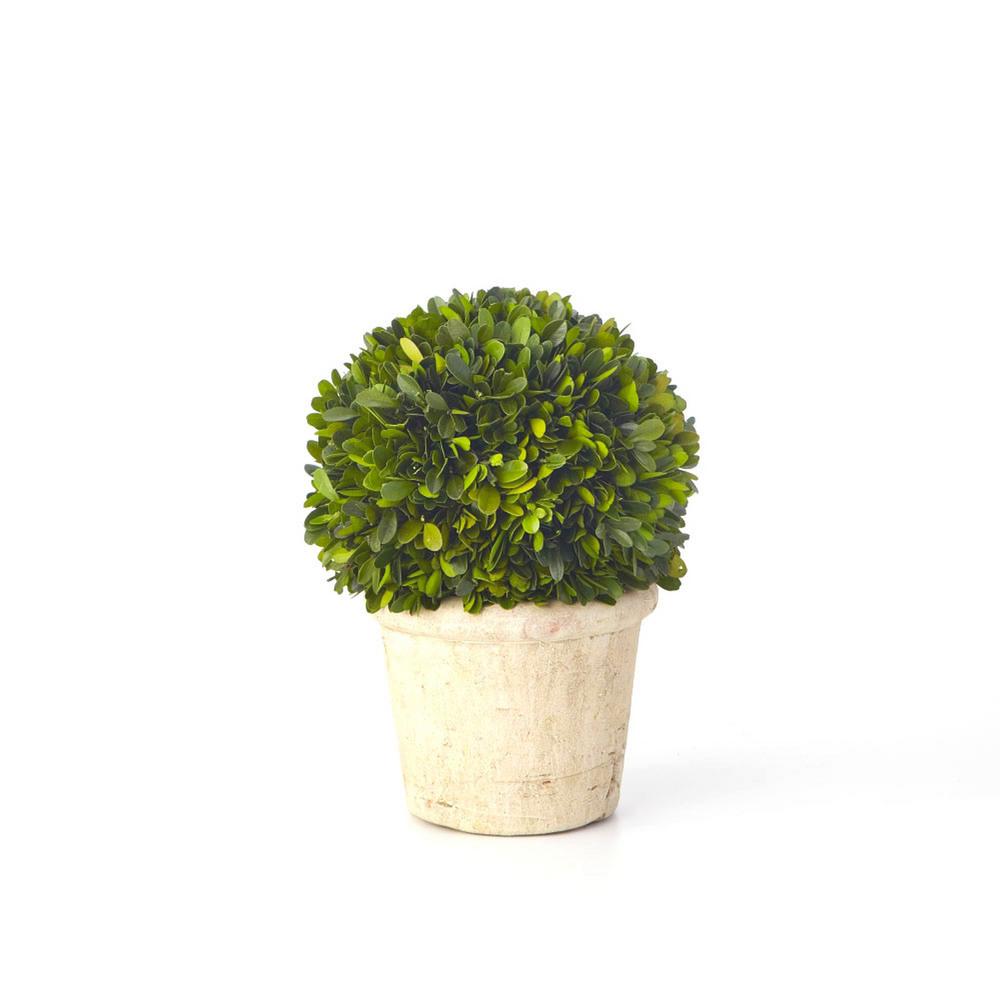 Boxwood Collection 12 In Preserved Sphere Topiary Epg13426 Boxwood Collection 12 In Preserved Sphere Topiary Epg13426 The Home Depot
