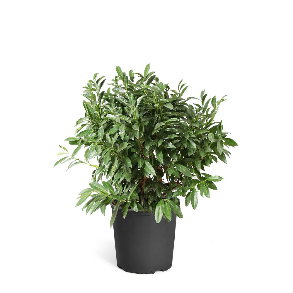 Laurel Shrubs Bushes Plants Garden Flowers The Home Depot Laurel Shrubs Bushes Plants