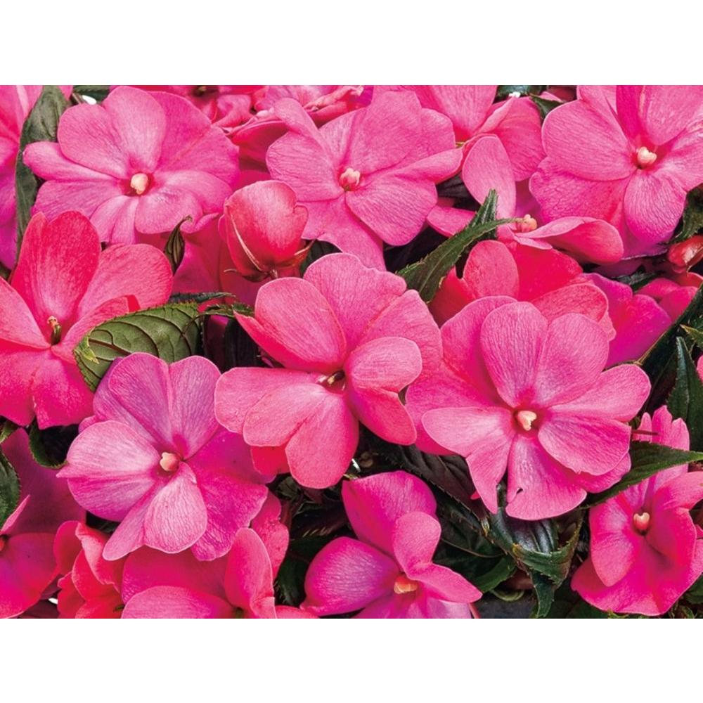 Proven Winners Infinity Electric Cherry (New Guinea Impatiens) Live