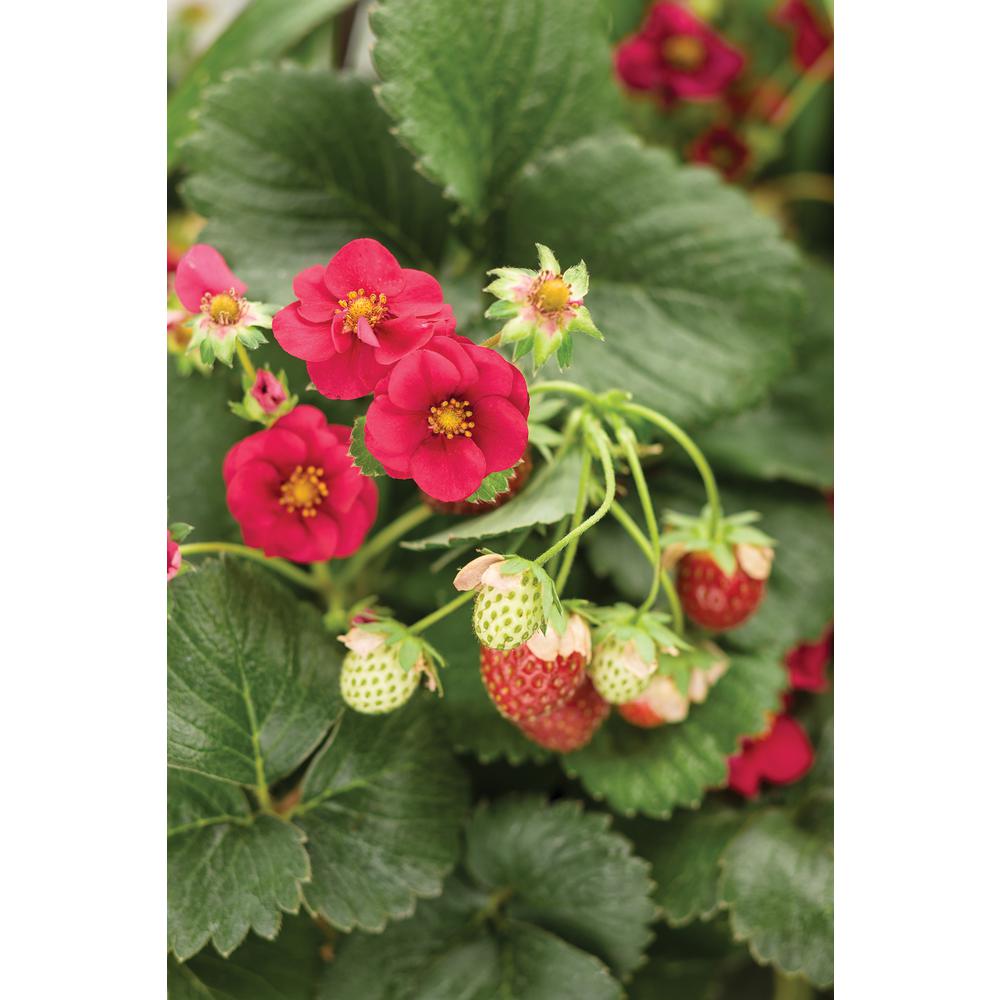 Proven Winners 4.25 in. Grande Berried Treasure Red Strawberry