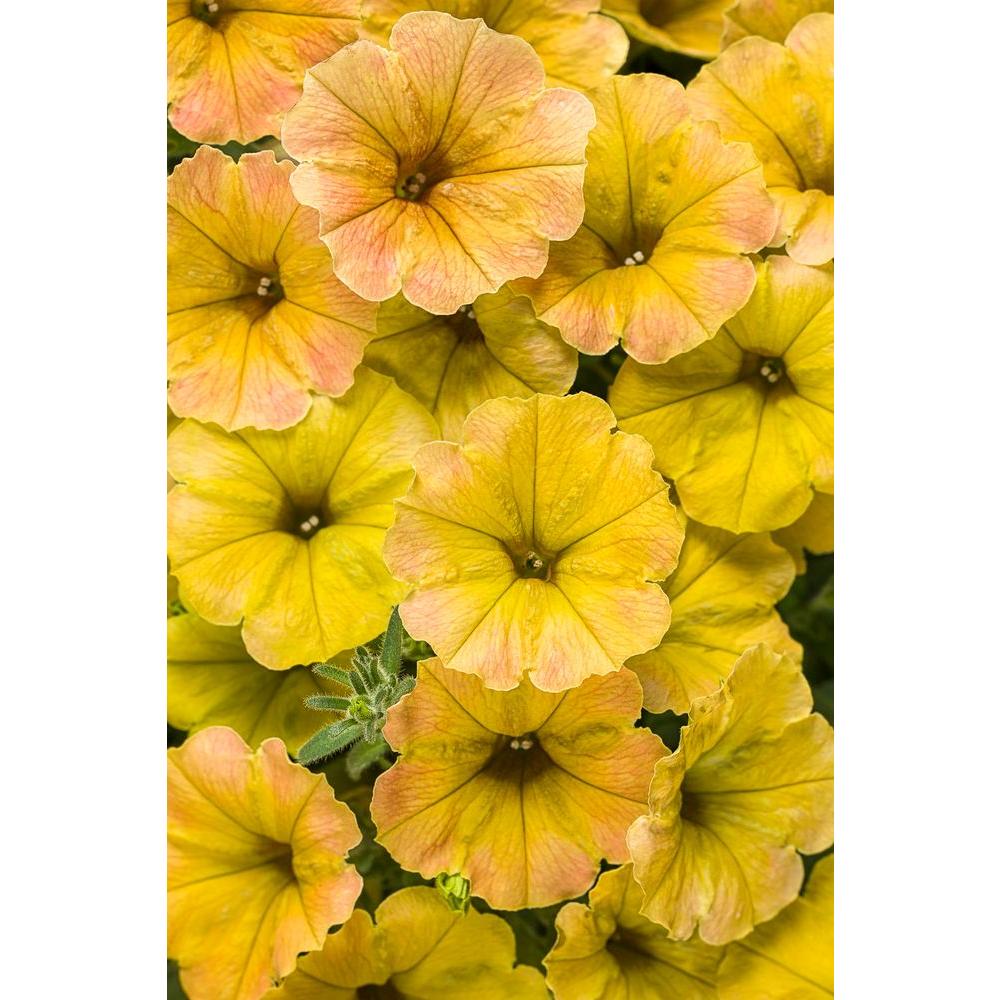 Proven Winners 4 25 In Supertunia Honey Petunia Live Plant Supertunia Honey Petunia Live Plant Yellow And Pink Flowers Grande 4 Pack