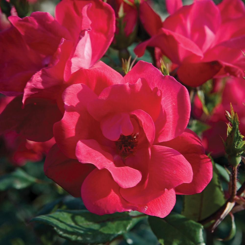 Shrub Rose Bushes Trees & Bushes The Home Depot
