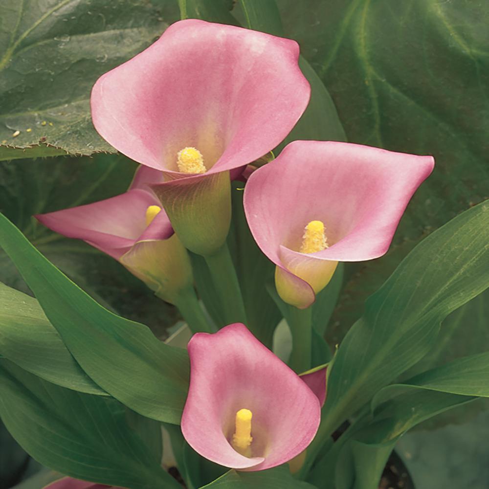 Calla Lily Is An Example Of What Flower