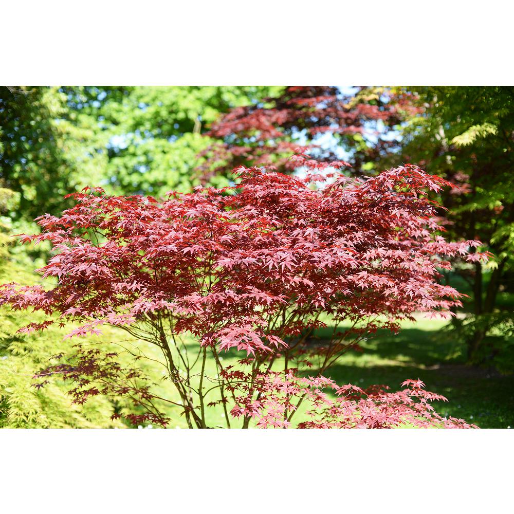3 Pot Bloodgood Red Japanese Maple Tree Mapjap03g The Home Depot