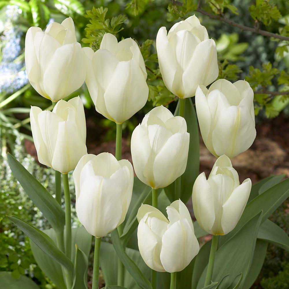 Top 94+ Pictures Images Of White Tulips Updated