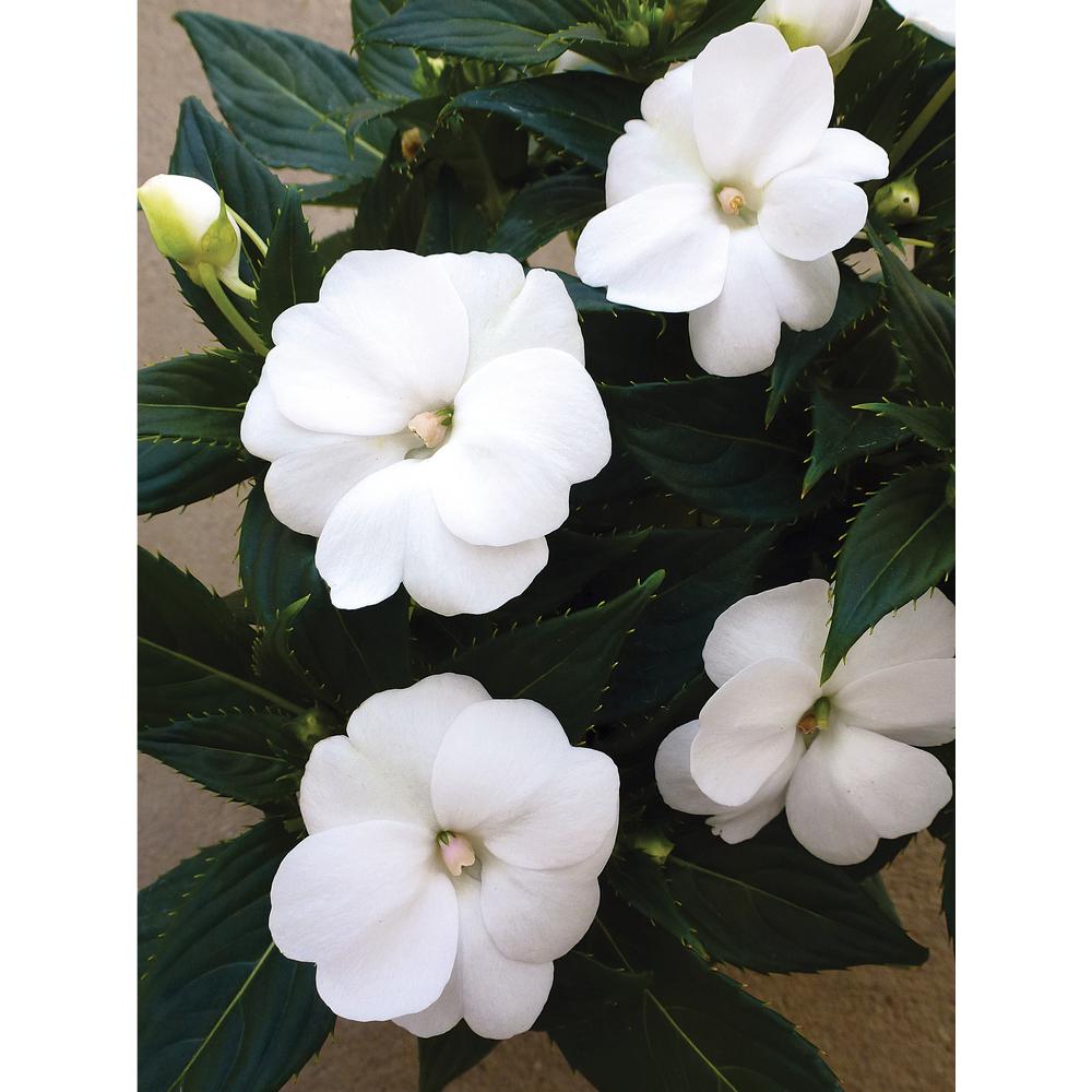 PROVEN WINNERS 4.25 in. Grande SunPatiens Compact White (Impatiens) Live Plant, White Flowers (8