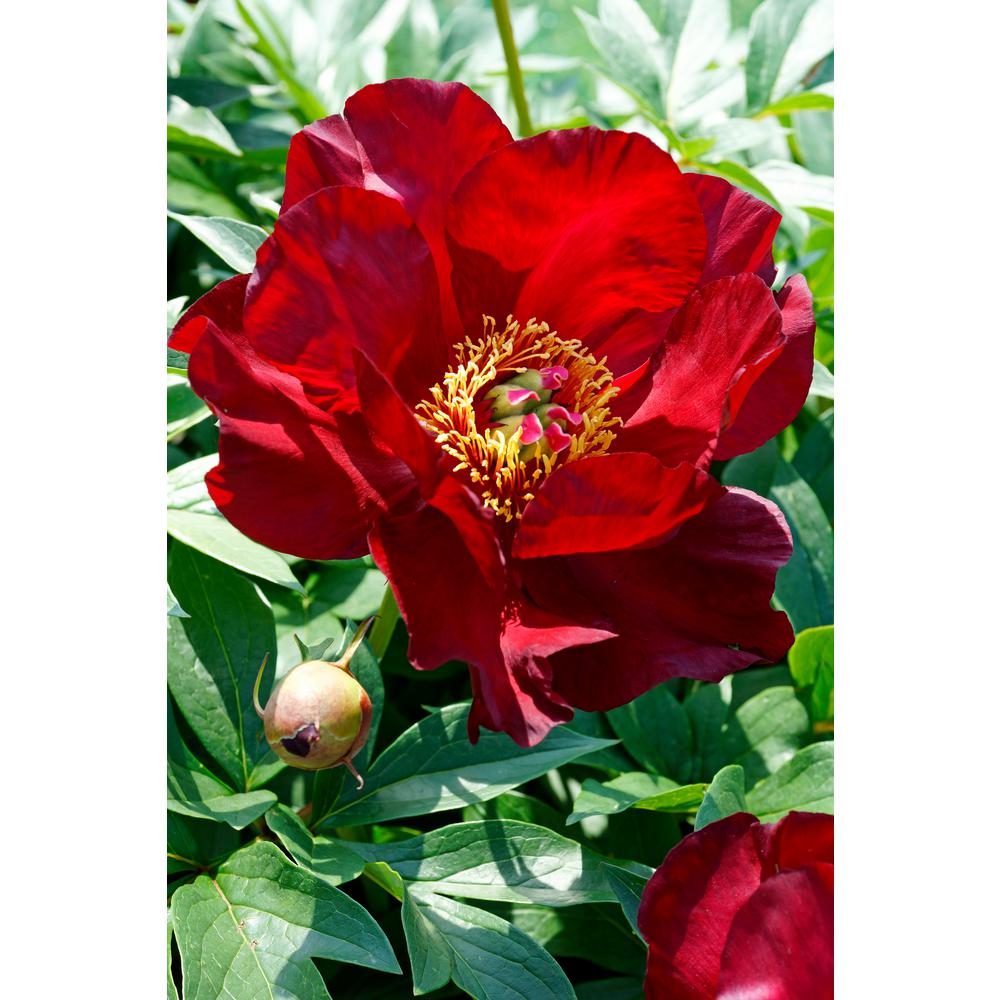 Spring Hill Nurseries Itoh Peony Scarlet Heaven Live Bareroot Plant Red