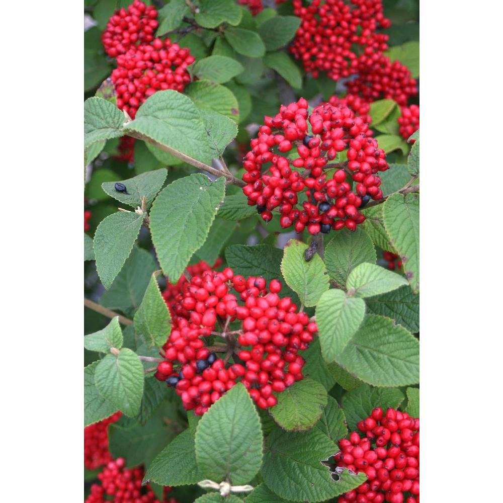 UPC 738793993789 product image for Proven Winners Fertilizers Red Balloon ColorChoice Viburnum - 1 gal. Shrub VIBPR | upcitemdb.com