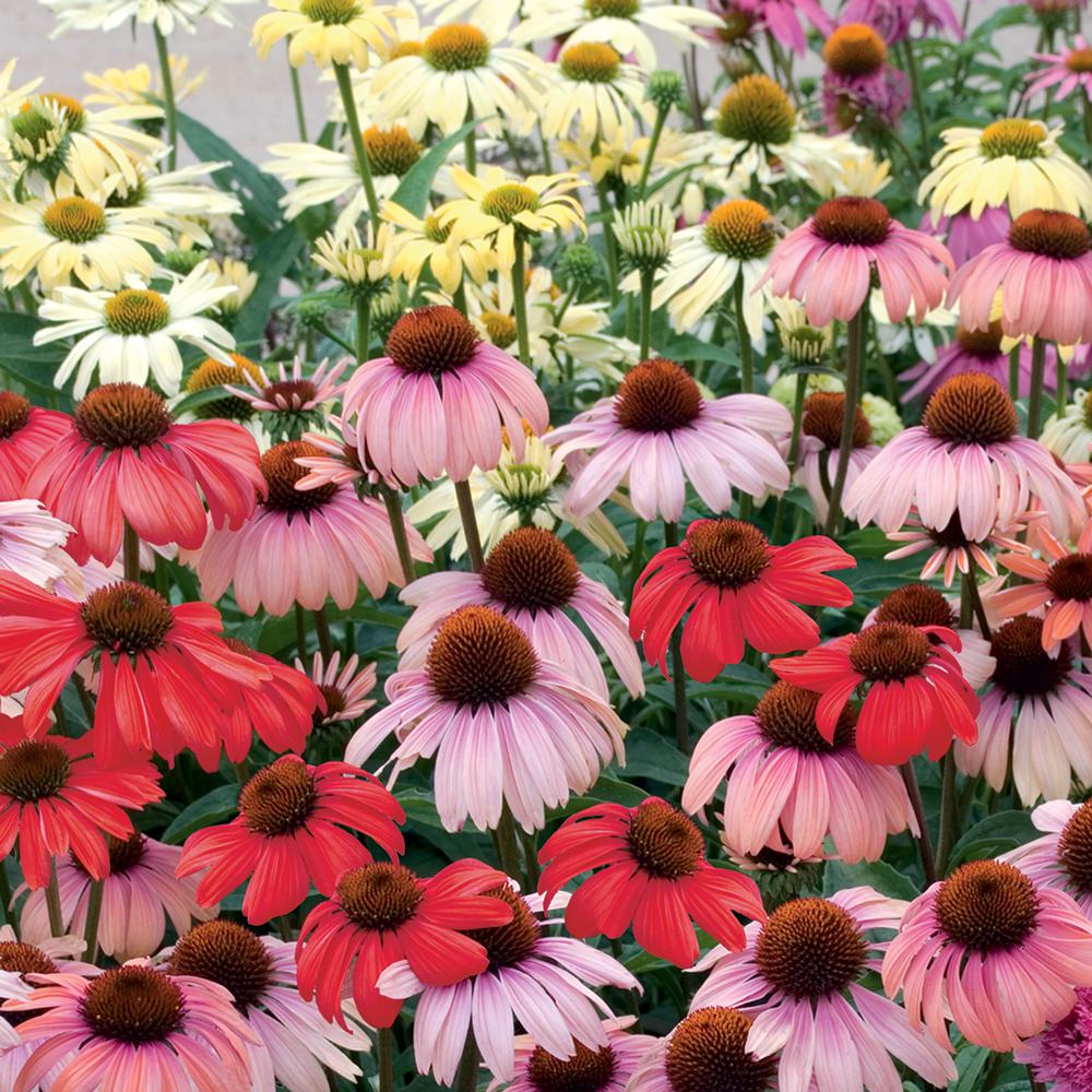 Vigoro 1 Gal. Sombrero Coneflower Perennial Plant61209