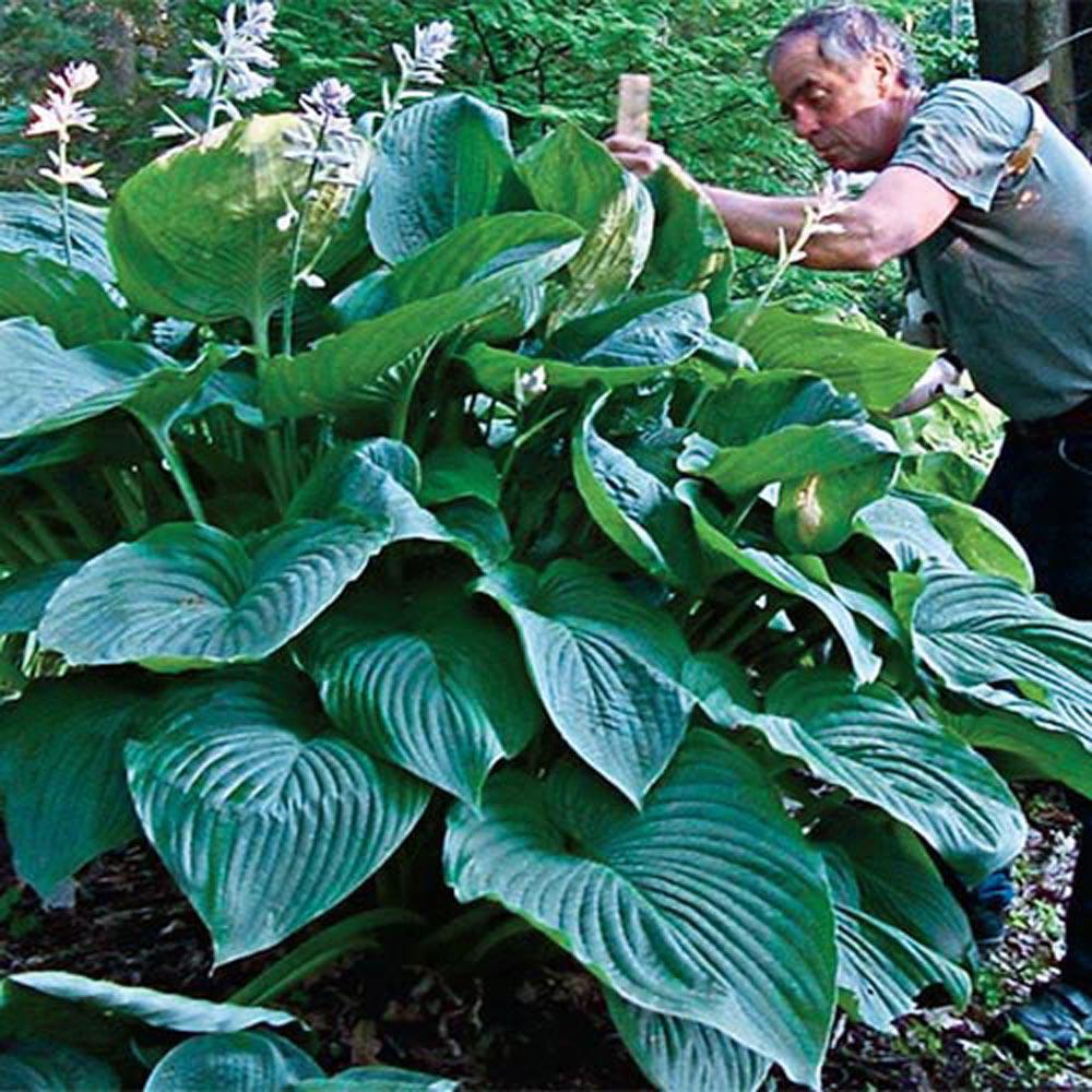 Gardens Alive! Bareroot Empress Wu Giant Hosta Plant