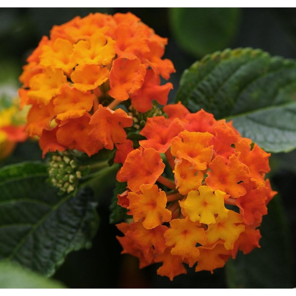 LantanaVIGGALLAN The Home Depot