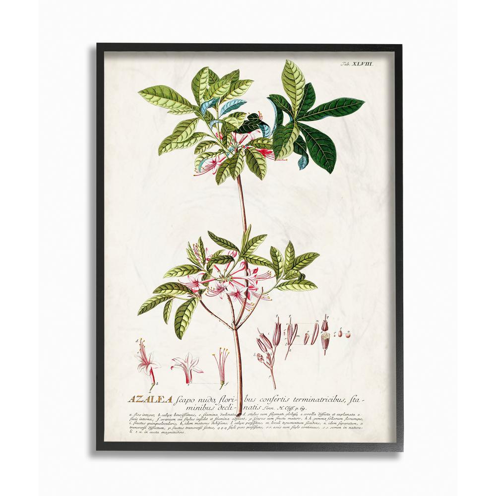 Stupell Industries Botanical Plant Illustration Pink Flowers Vintage Design By Unknown Framed Abstract Wall Art 11 In X 14 In Fap 214 Fr 11x14 The Home Depot