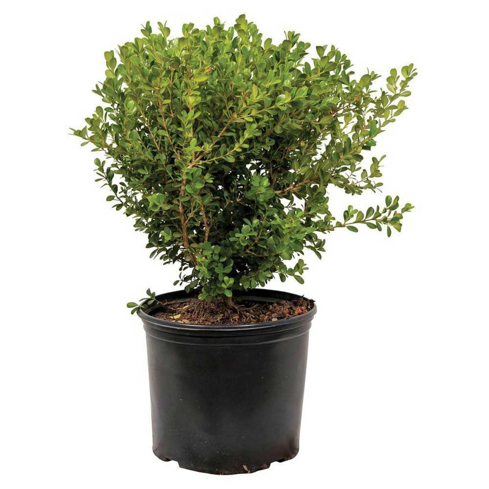 9.25 in. Pot Japanese Boxwood, Live Shrub Plant, Glossy Light Green