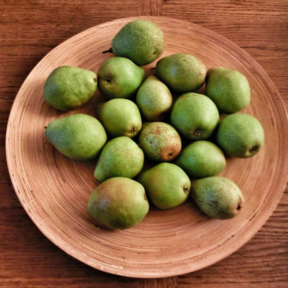 Flordahome Pear Tree Peaflo05g The Home Depot Flordahome Pear Tree