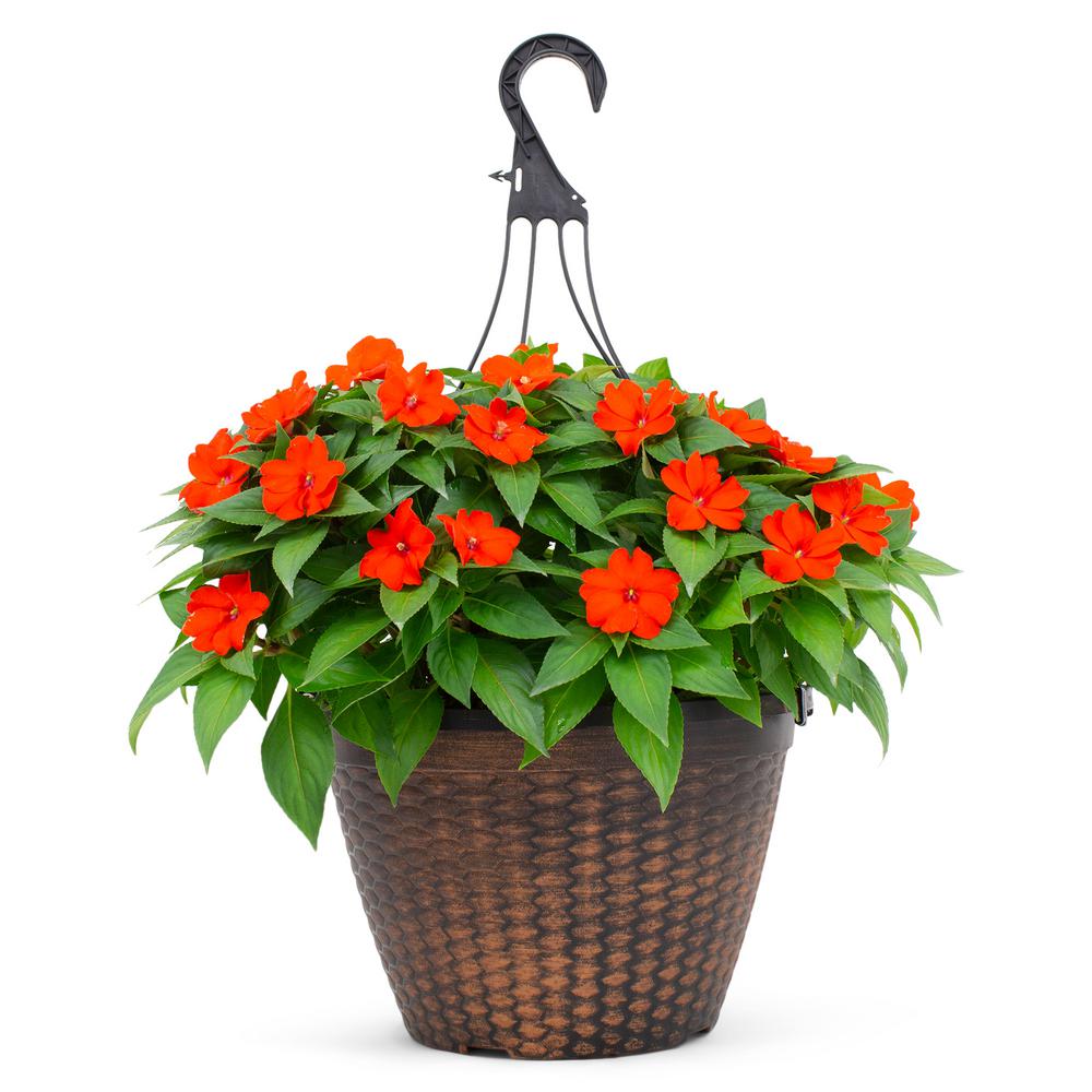 SunPatiens 2 Gal. Sunpatien Impatien Plant Orange Flowers in 12 In