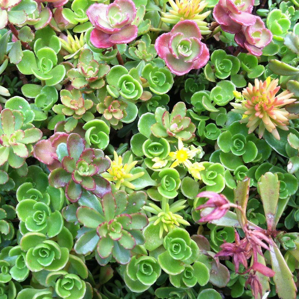 Sedum Rupestre Lemon Ball Stonecrop, Then Bronze in Winter Ground Cover Abundant Yellow Flowers Needle-Like Yellow Foliage Turning Chartreuse in Summer 10 Count Flat - 4.5 Pots 