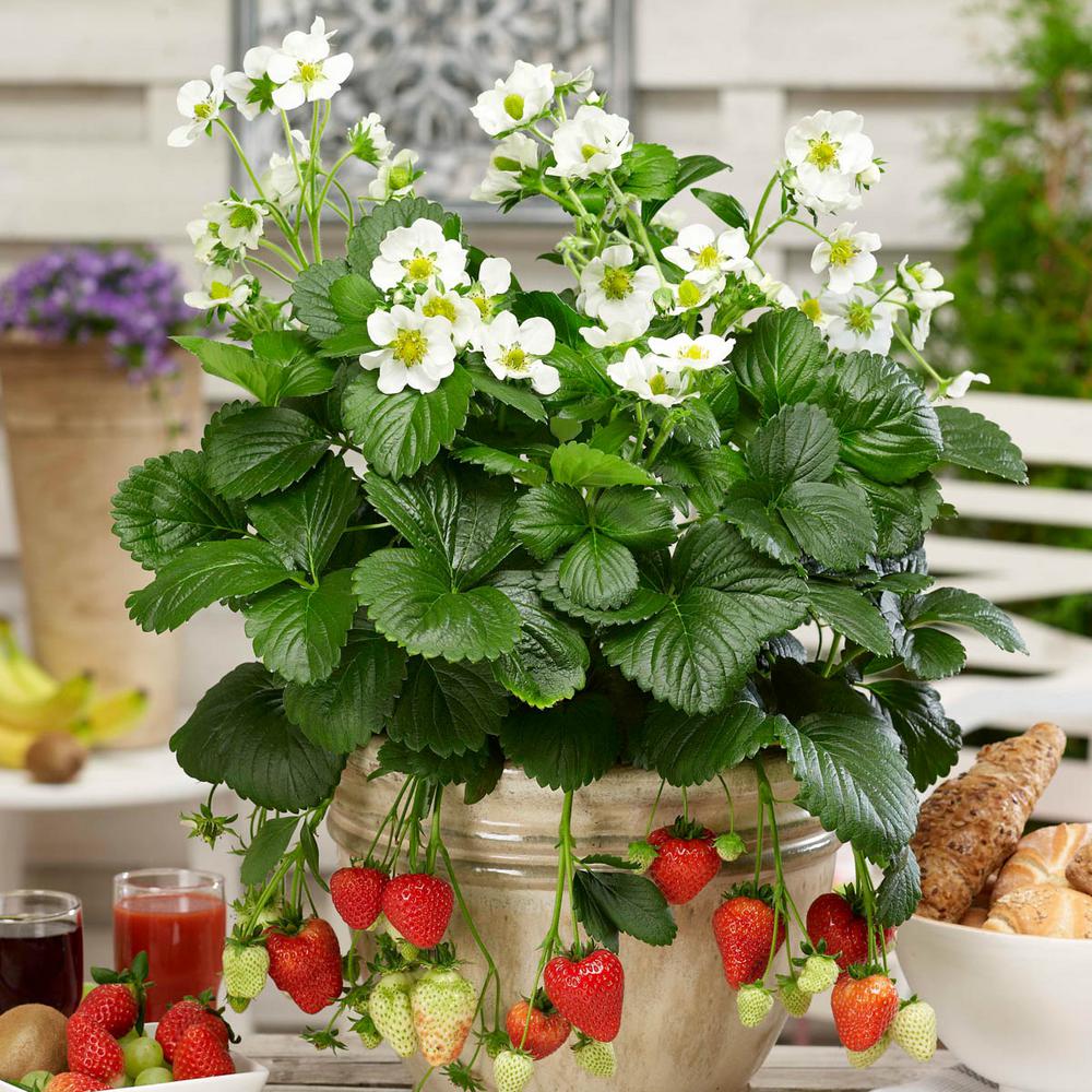 Gurney's 2.50 in. Pot Montana Everbearing Strawberry Fragaria Live
