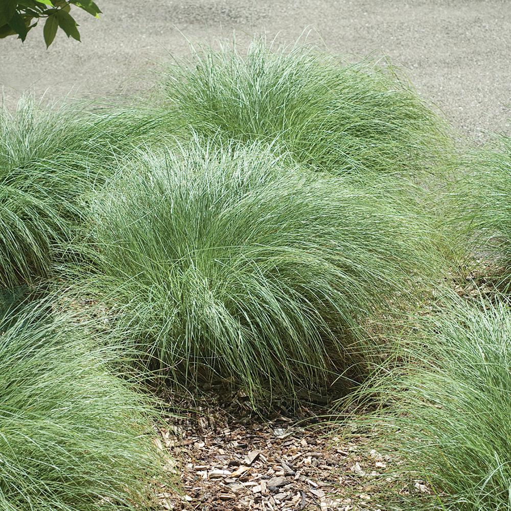 2.5 Qt. 1 Amazon Mist Sedge Ornamental Grass1041 The Home Depot