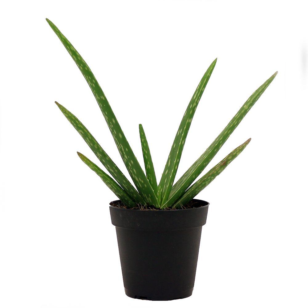 Costa Farms Aloe Vera Plant In 4 In Pot 90408 The Home Depot