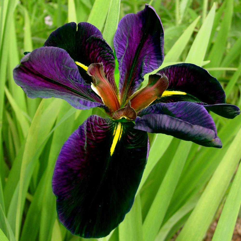 Spring Hill Nurseries Black Gamecock Louisiana Iris, Live