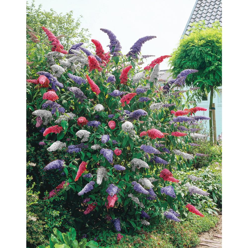 Spring Hill Nurseries 4 In. Pot Rainbow Butterfly Bush (Buddleia