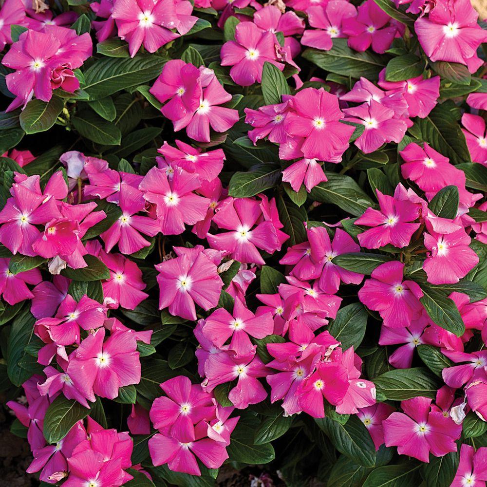PROVEN WINNERS 4-Pack, 4.25 in. Grande Cora Pink Vinca (Catharanthus) Live Plant, Bright Pink Flowers with a White Center