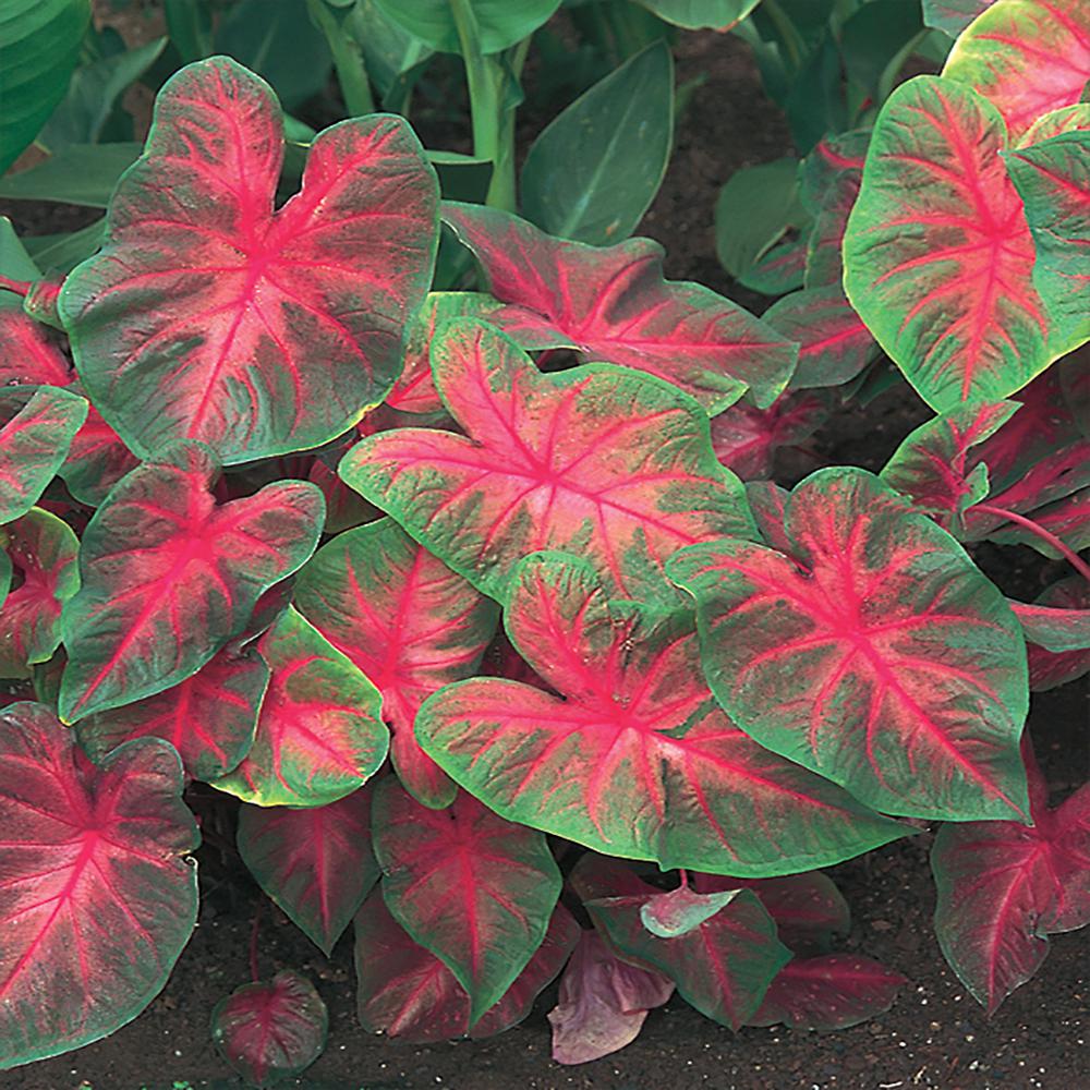 Florida Cardinal Caladium