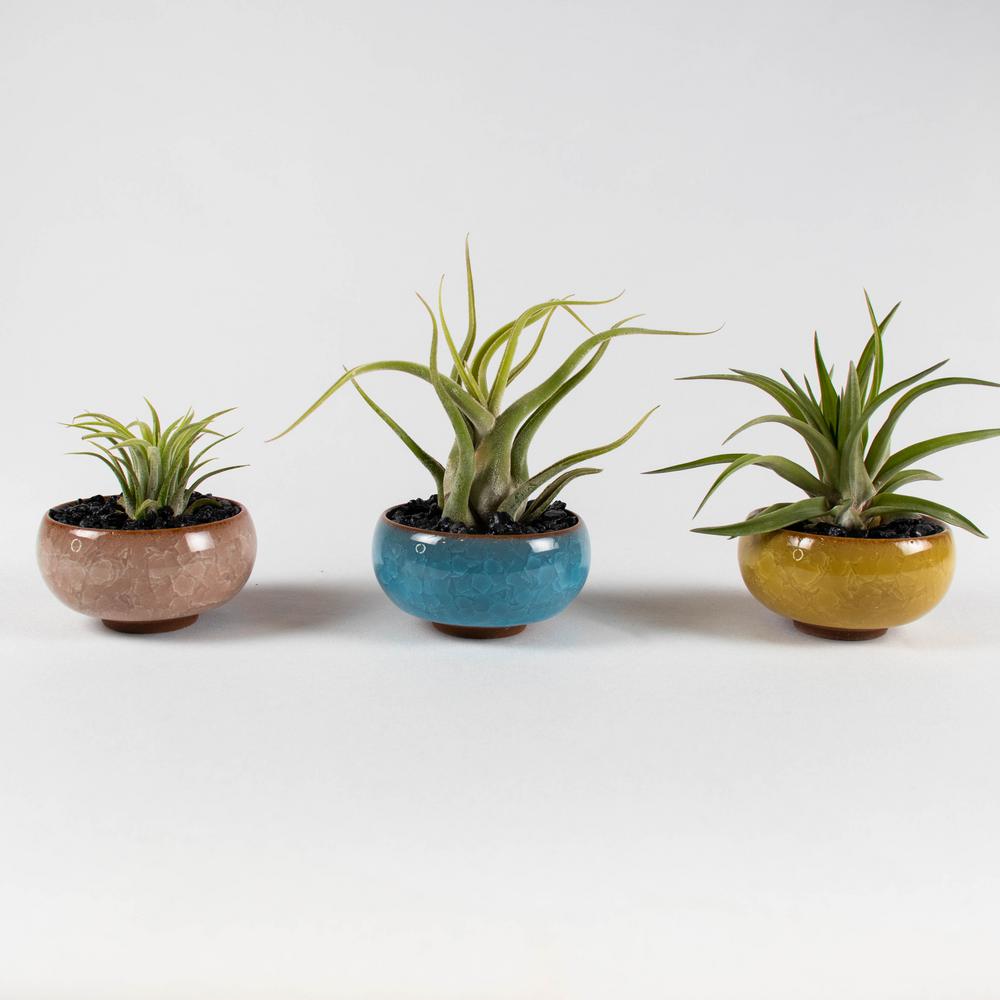 Air Plant Trio (Tillandsias) Live Plants in 2.5 in