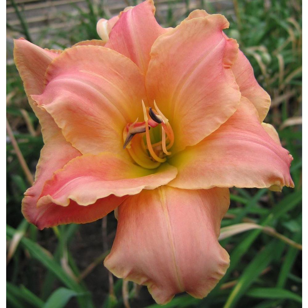 Daylily1GDAY The Home Depot