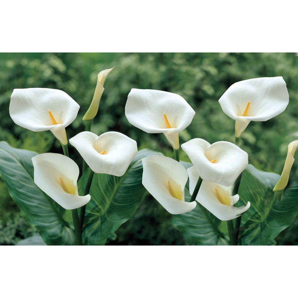 UPC 846722003925 product image for bloomsz Plants Calla Aethiopica Bog Plant 00392 | upcitemdb.com