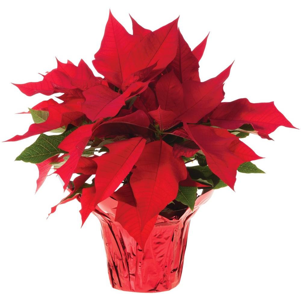 christmas plants poinsettia