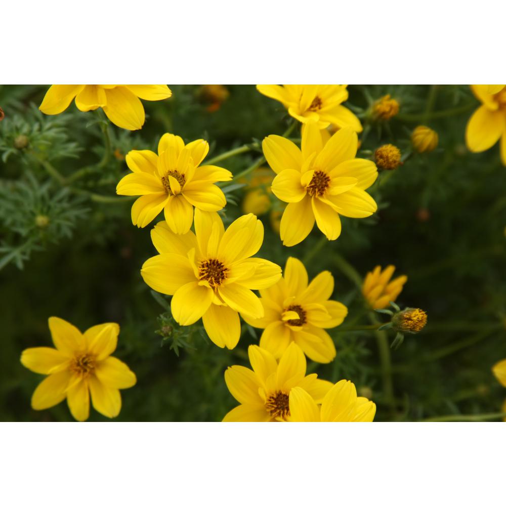 Goldilocks Rocks Bidens Live Plant Yellow Flowers 4 25 In Grande Pack