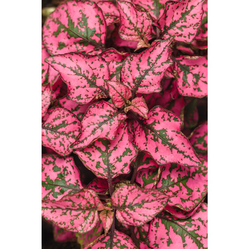 Proven Winners Hippo Rose iPolka Dot Planti Hypoestes Live 