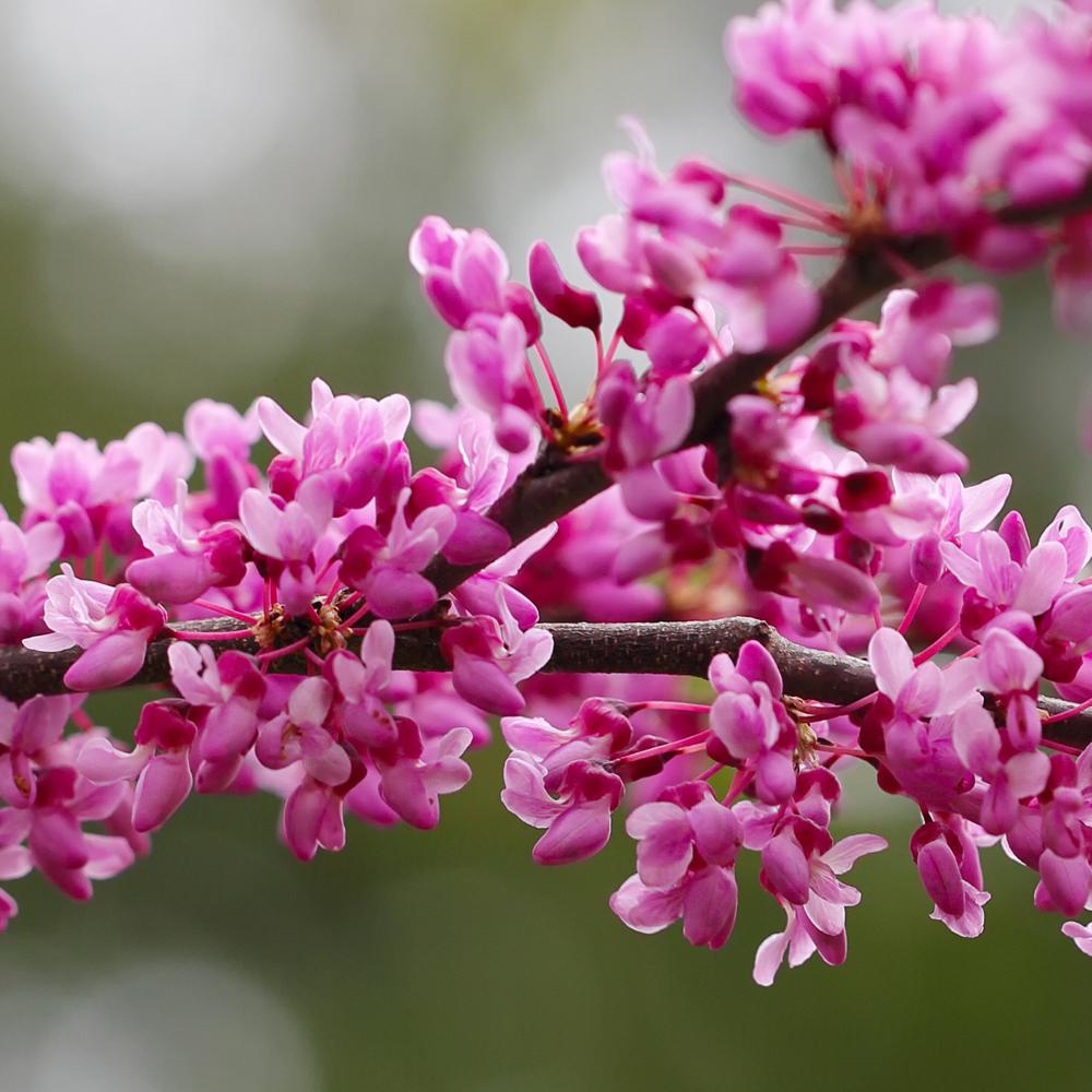 1 Gal. Eastern Redbud Tree with Pink Blossoms-REDBUD01G - The Home Depot