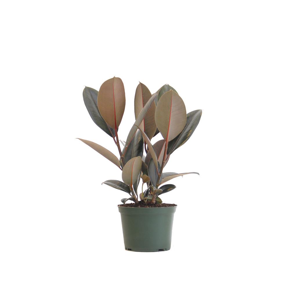 United Nursery 14 In Tall To 21 In Tall Ficus Elastica Burgundy
