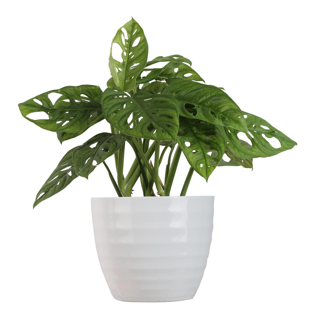 Costa Farms Trending Tropicals Trending Tropicals Little Swiss Monstera Plant In 6 In Ceramic Pot Co 1 41mon 3 Tr The Home Depot